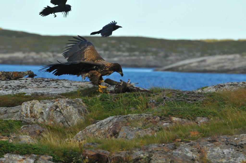 Dette bildet har en tom alt-tekst; dets filnavn er ravn.jpeg